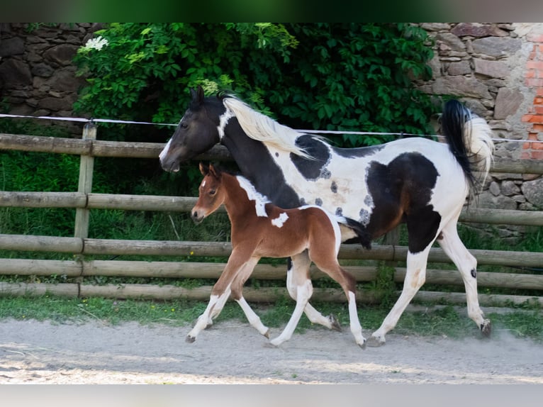 Arabian Partbred Stallion Foal (05/2025) 15,1 hh Tobiano-all-colors in Seeboden am Millst&#xE4;tter See