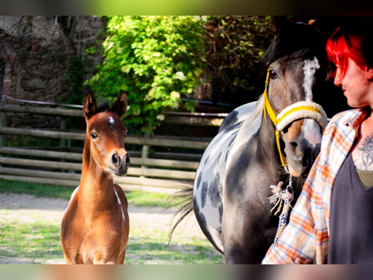 Arabian Partbred Stallion Foal (05/2025) 15,1 hh Tobiano-all-colors in Seeboden am Millst&#xE4;tter See