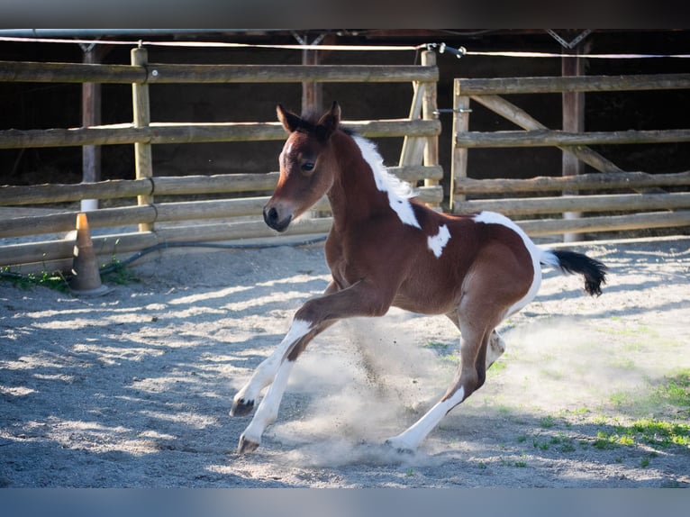Arabian Partbred Stallion Foal (05/2025) 15,1 hh Tobiano-all-colors in Seeboden am Millst&#xE4;tter See