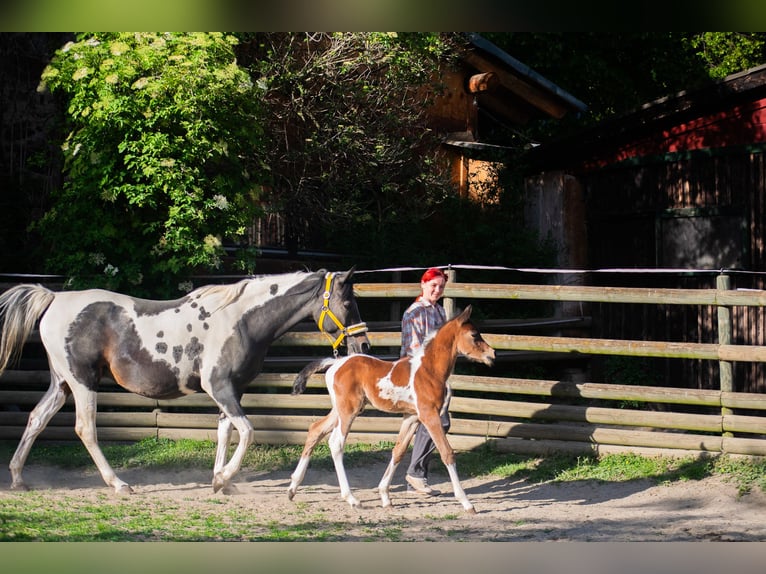 Arabian Partbred Stallion Foal (05/2025) 15,1 hh Tobiano-all-colors in Seeboden am Millst&#xE4;tter See