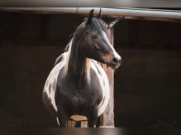 Arabian Partbred Stallion Foal (05/2025) 15,1 hh Tobiano-all-colors in Seeboden am Millst&#xE4;tter See
