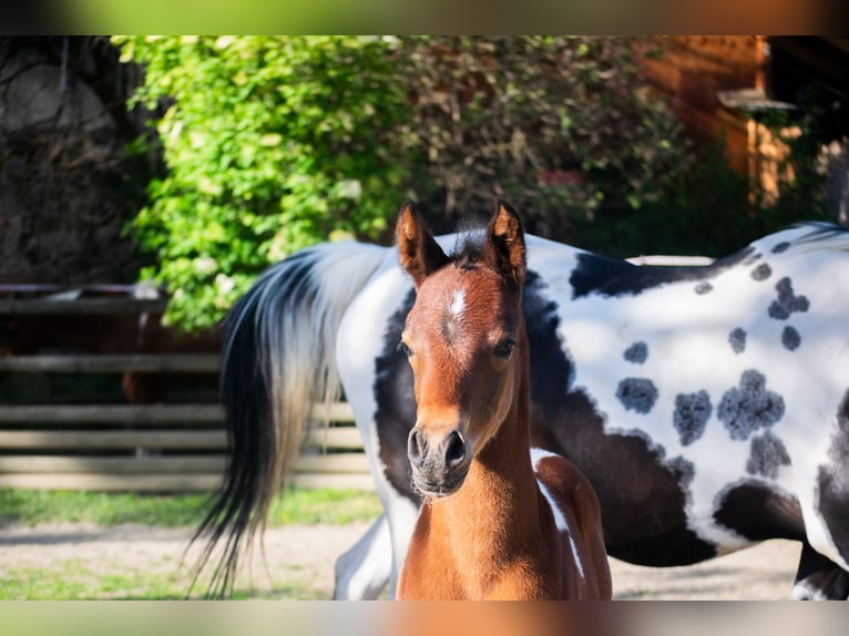 Arabian Partbred Stallion Foal (05/2025) 15,1 hh Tobiano-all-colors in Seeboden am Millst&#xE4;tter See