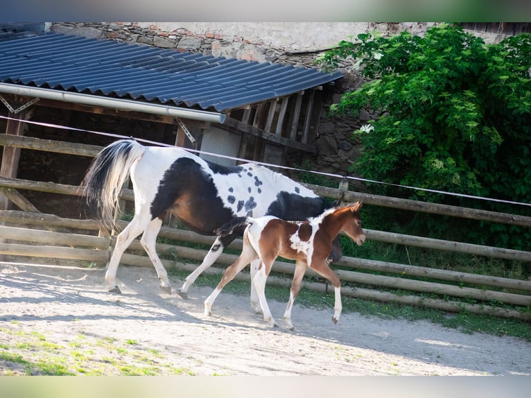 Arabian Partbred Stallion Foal (05/2025) 15,1 hh Tobiano-all-colors in Seeboden am Millst&#xE4;tter See