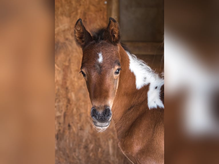Arabian Partbred Stallion Foal (05/2025) 15,1 hh Tobiano-all-colors in Seeboden am Millst&#xE4;tter See