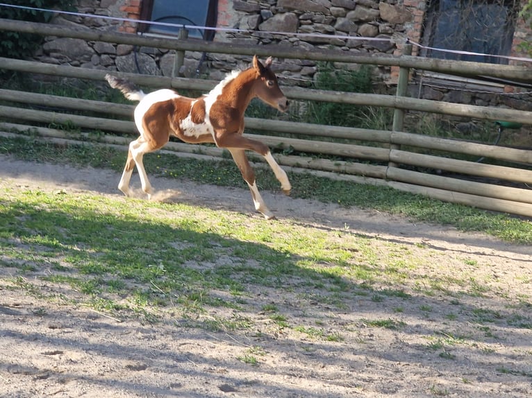 Arabian Partbred Stallion Foal (05/2025) 15,1 hh Tobiano-all-colors in Seeboden am Millst&#xE4;tter See