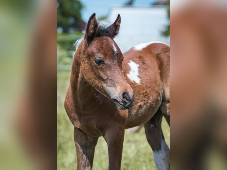 Arabian Partbred Stallion Foal (05/2025) 15,1 hh Tobiano-all-colors in Seeboden am Millst&#xE4;tter See