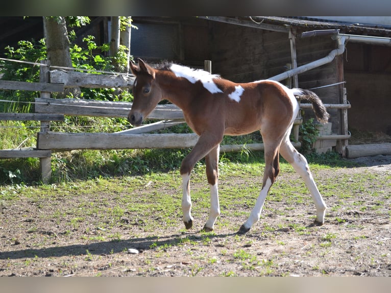 Arabian Partbred Stallion Foal (05/2025) 15,1 hh Tobiano-all-colors in Seeboden am Millst&#xE4;tter See