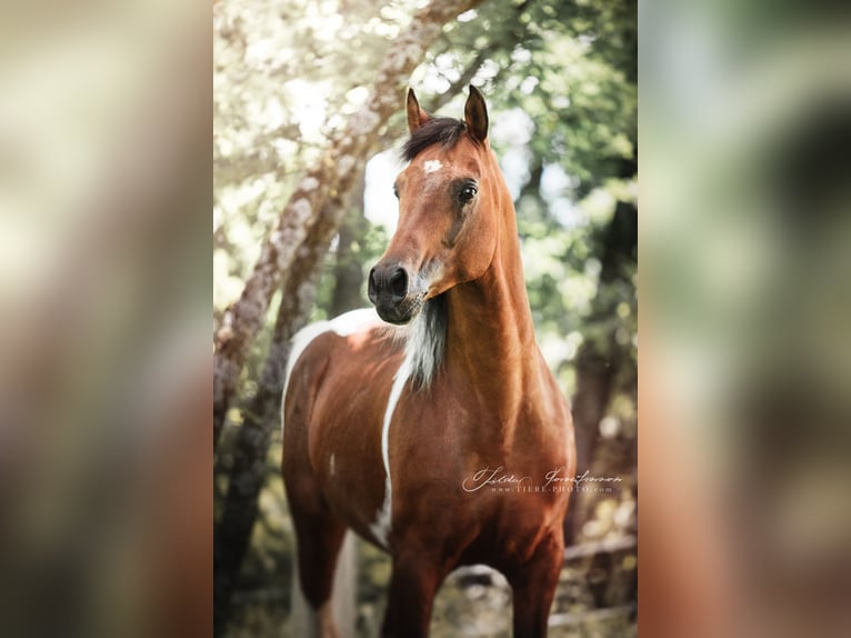 Arabian Partbred Stallion Foal (05/2025) 15,1 hh Tobiano-all-colors in Seeboden am Millst&#xE4;tter See