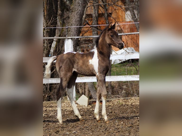 Arabian Partbred Stallion Foal (02/2024) 15,1 hh Tobiano-all-colors in Plaschischen
