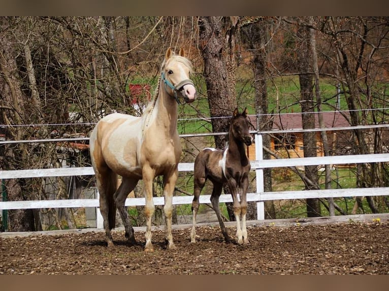 Arabian Partbred Stallion Foal (02/2024) 15,1 hh Tobiano-all-colors in Plaschischen