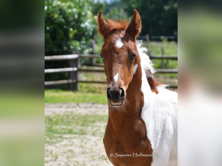 Arabian Partbred Stallion Foal (05/2025) 15,1 hh Tobiano-all-colors in G&#xF6;denroth