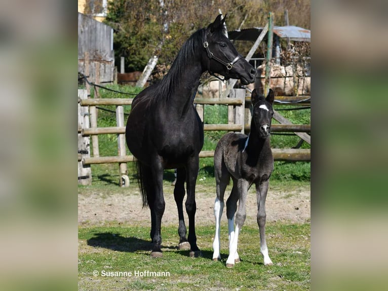 Arabian Partbred Stallion Foal (03/2026) 15.1 hh Tobiano-all-colors in Mörsdorf