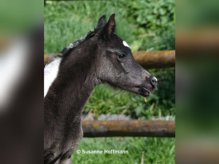Arabian Partbred Stallion Foal (03/2026) 15.1 hh Tobiano-all-colors in Mörsdorf