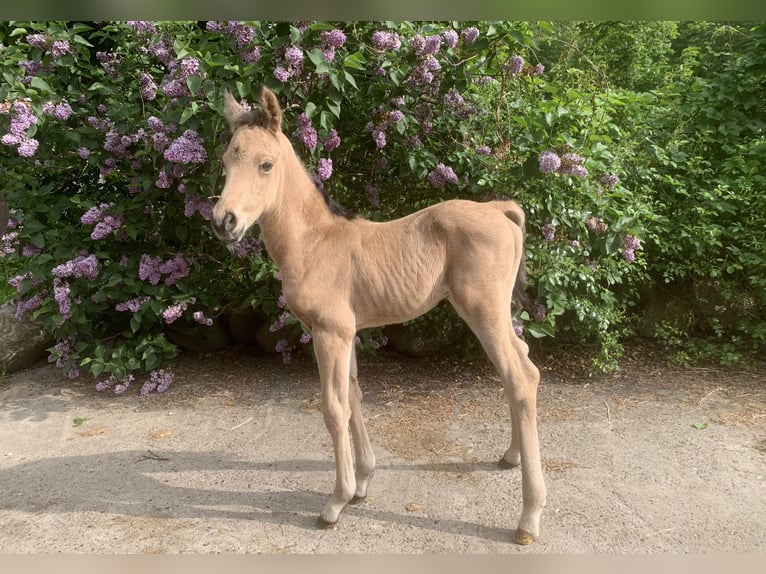 Arabian Partbred Stallion Foal (01/2024) 15,2 hh Buckskin in Frelsdorf