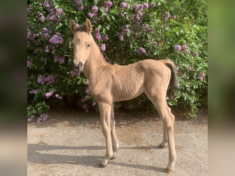 Arabian Partbred Stallion Foal (01/2024) 15,2 hh Buckskin in Frelsdorf