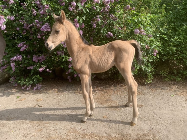 Arabian Partbred Stallion Foal (01/2024) 15,2 hh Buckskin in Frelsdorf