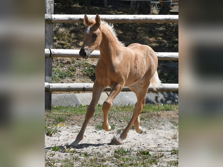 Arabian Partbred Stallion Foal (06/2026) 15.2 hh Palomino in Mörsdorf
