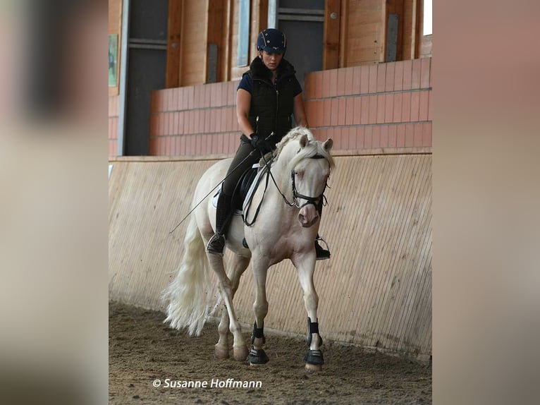 Arabian Partbred Stallion Foal (06/2026) 15.2 hh Palomino in Mörsdorf