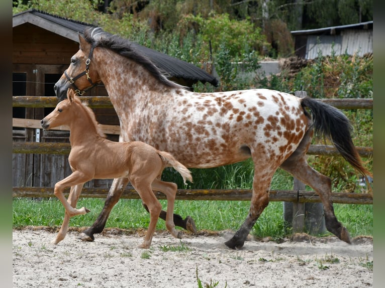 Arabian Partbred Stallion Foal (06/2026) 15.2 hh Palomino in Mörsdorf