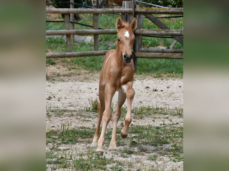 Arabian Partbred Stallion Foal (06/2026) 15.3 hh Palomino in Mörsdorf