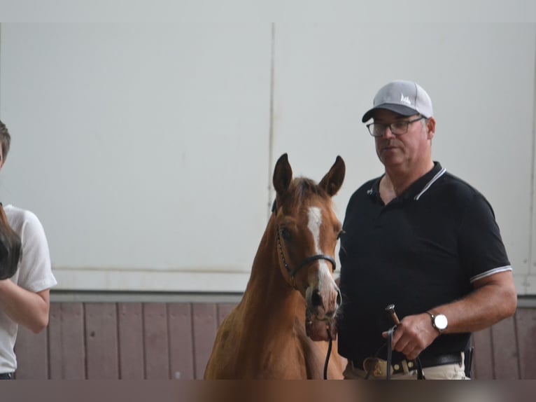 Arabian Partbred Stallion Foal (01/2026) 15 hh Brown in Steinheim