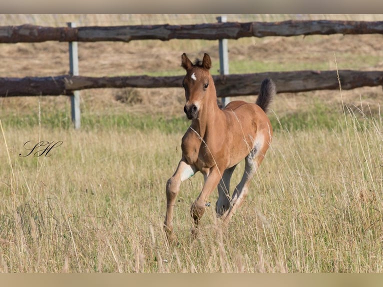 Arabian Partbred Stallion Foal (06/2024) 15 hh in Coswig (Anhalt)