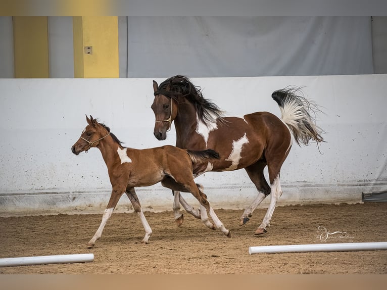 Arabian Partbred Stallion Foal (04/2024) 15 hh Tobiano-all-colors in Kleblach-Lind