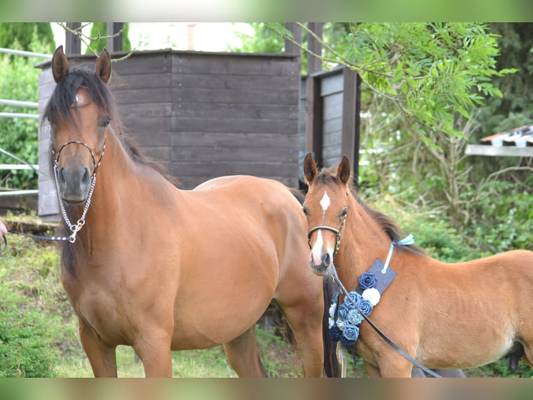 Arabian Partbred Stallion Foal (03/2025) 15,1 hh Brown in Steinheim