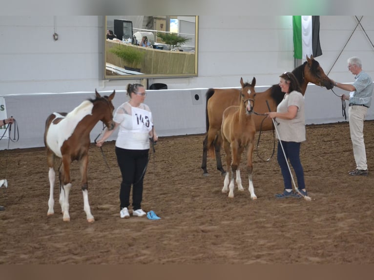 Arabian Partbred Stallion Foal (03/2025) 15,1 hh Brown in Steinheim