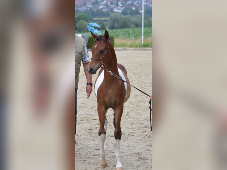 Arabian Partbred Stallion Foal (03/2025) 15,1 hh Brown in Steinheim