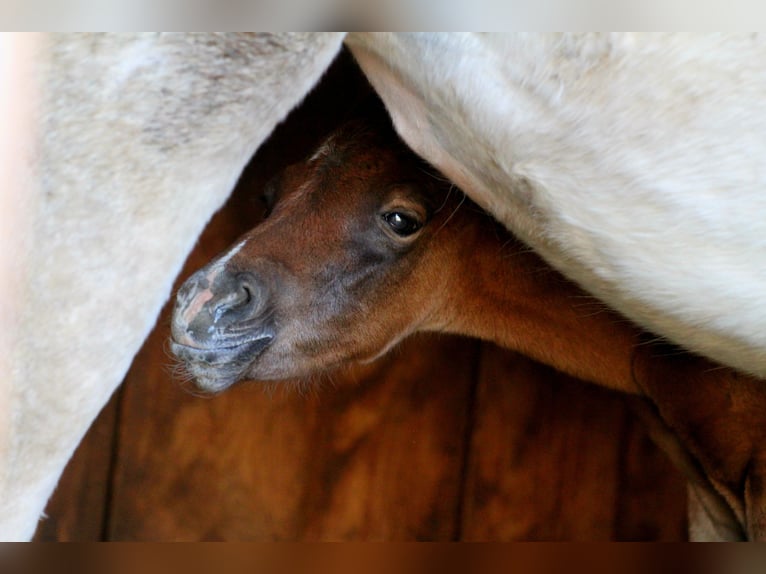 Arabian Partbred Stallion Foal (04/2026) 15,1 hh Brown in Stechlin