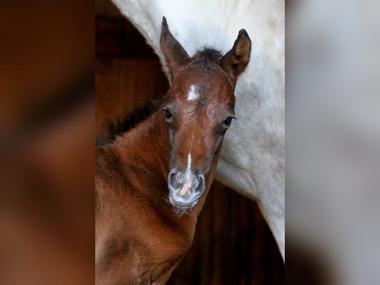 Arabian Partbred Stallion Foal (04/2026) 15,1 hh Brown in Stechlin