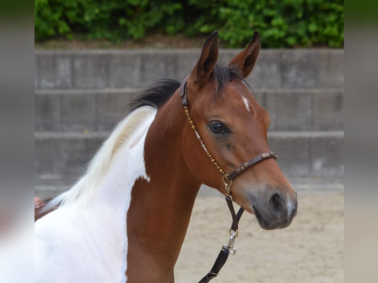 Arabian Partbred Stallion Foal (03/2025) 15,1 hh Brown in Steinheim