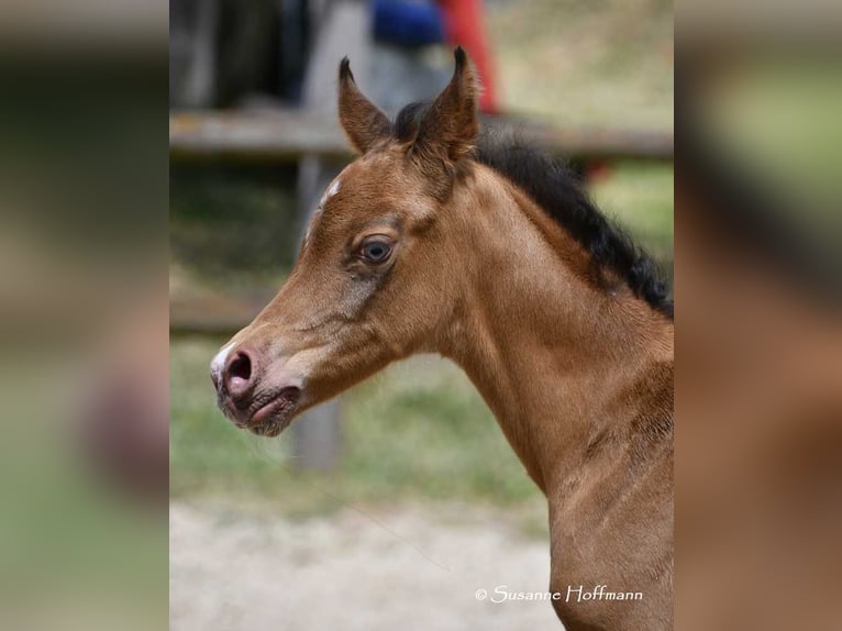 Arabian Partbred Stallion Foal (05/2025) 15,1 hh Champagne in M&#xF6;rsdorf