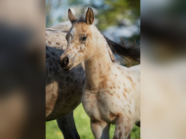 Arabian Partbred Stallion  15,1 hh Leopard-Piebald in Plaschischen
