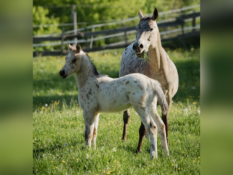 Arabian Partbred Stallion  15,1 hh Leopard-Piebald in Plaschischen