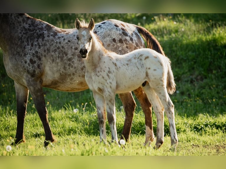 Arabian Partbred Stallion  15,1 hh Leopard-Piebald in Plaschischen