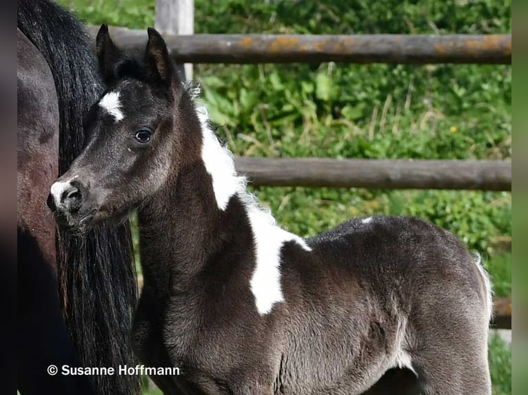 Arabian Partbred Stallion Foal (03/2026) 15,1 hh Tobiano-all-colors in Mörsdorf