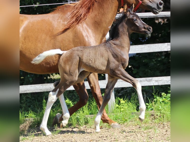 Arabian Partbred Stallion Foal (06/2025) 15,2 hh Tobiano-all-colors in Plaschischen