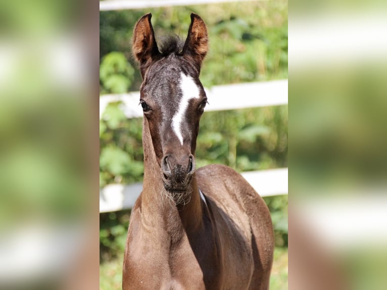 Arabian Partbred Stallion Foal (06/2025) 15,2 hh Tobiano-all-colors in Plaschischen