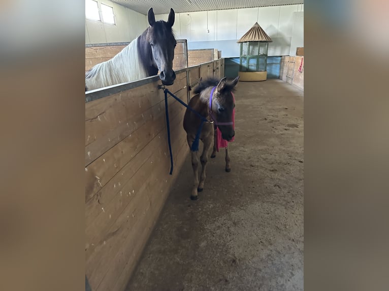 Arabian Partbred Stallion Foal (05/2026) Black in Rain