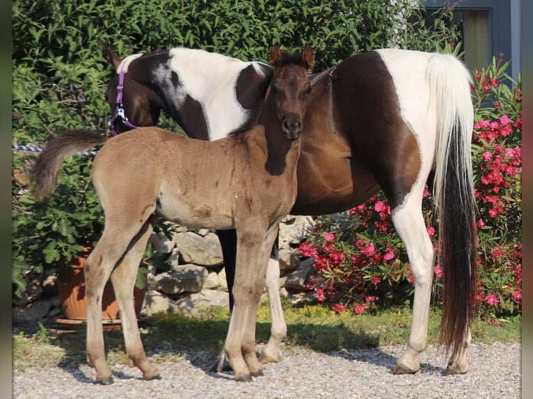 Arabian Partbred Stallion Foal (05/2026) Black in Rain