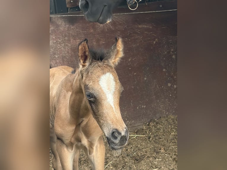 Arabian Partbred Stallion Foal (06/2026) Buckskin in Sint-Niklaas