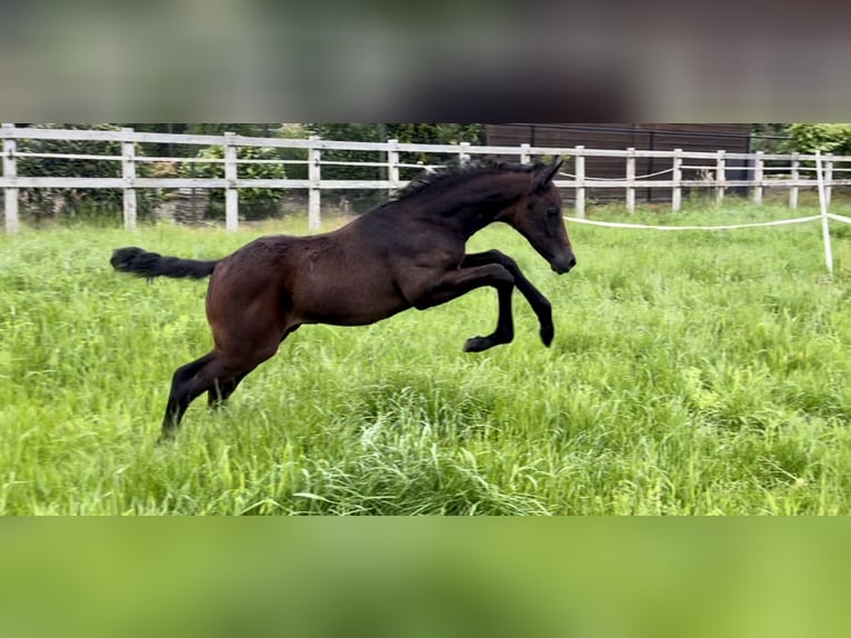 Arabian Partbred Stallion Foal (05/2024) Gray in Panningen