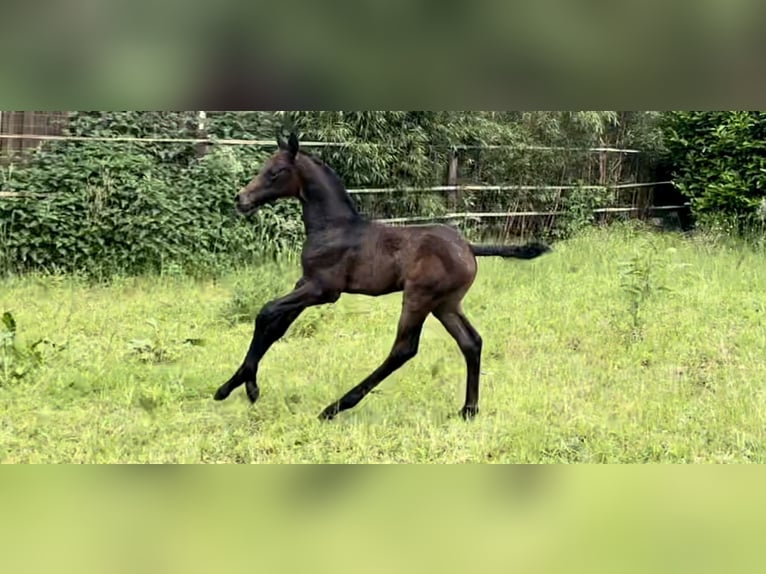 Arabian Partbred Stallion Foal (05/2024) Gray in Panningen