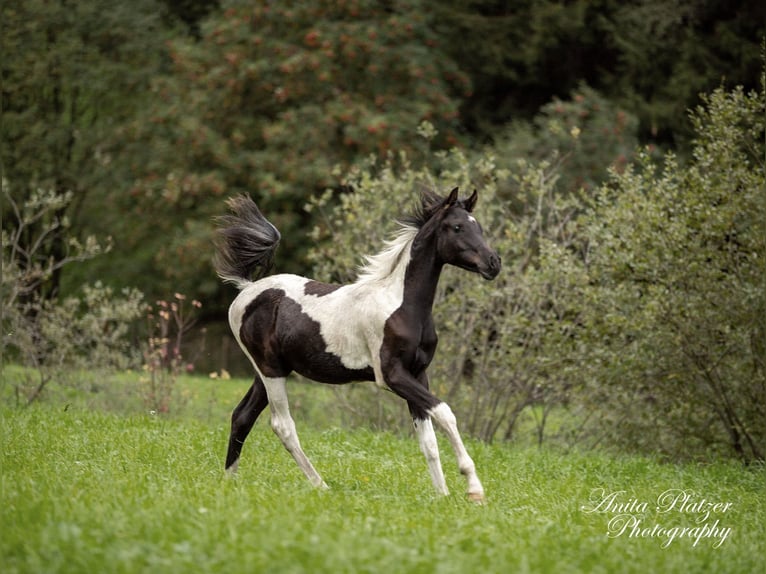 Arabian Partbred Stallion Foal (03/2026) Pinto in Rauris