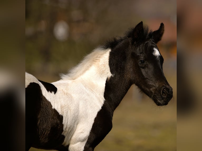 Arabian Partbred Stallion Foal (03/2026) Pinto in Rauris