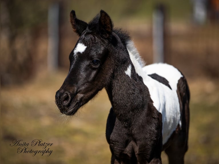 Arabian Partbred Stallion Foal (03/2026) Pinto in Rauris