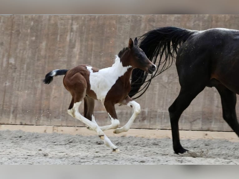 Arabian Partbred Stallion Foal (04/2024) Pinto in Bad Oldesloe
