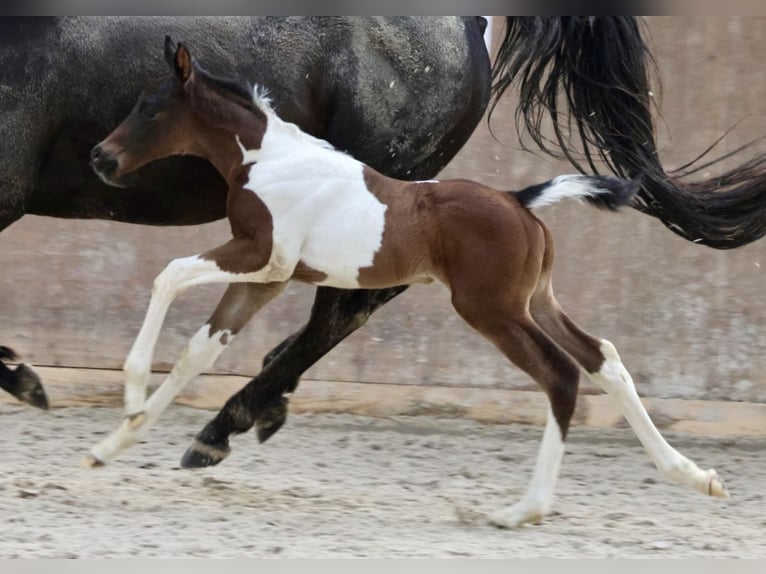 Arabian Partbred Stallion Foal (04/2024) Pinto in Bad Oldesloe